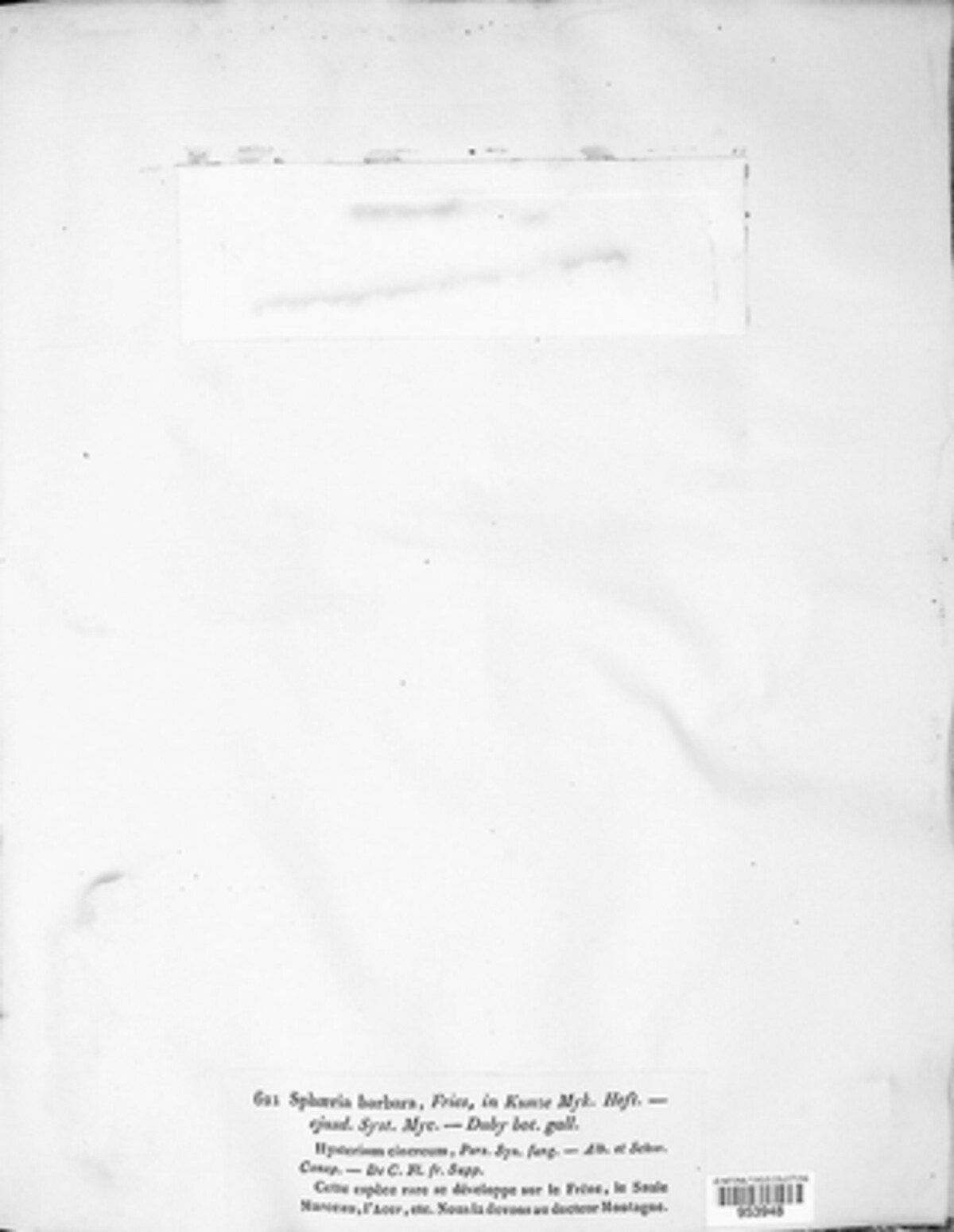 Ostropa barbara image